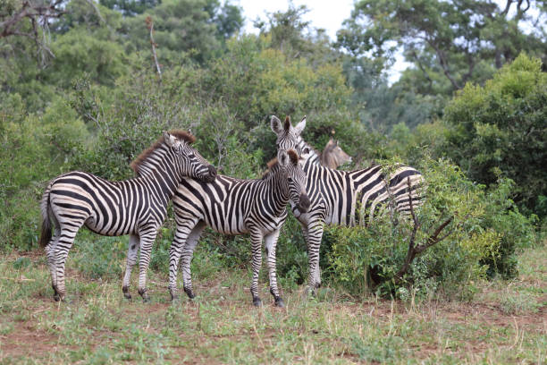 istock Steppenzebra / Burchell's zebra / Equus quagga burchellii 2198656217