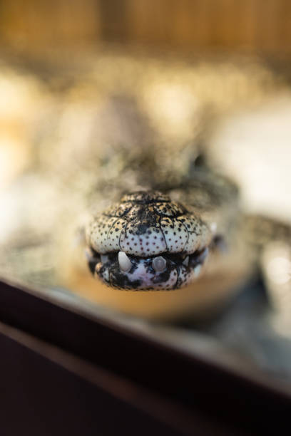 istock Close-up of a crocodile's head 2198656300