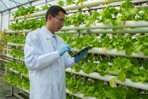 istock Technicians are recording the growth of hydroponic vegetables 2198656326