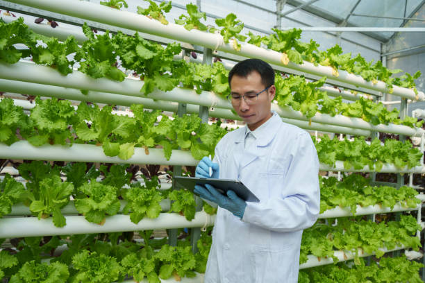 istock Technicians are recording the growth of hydroponic vegetables 2198656353