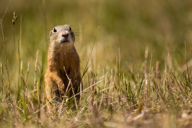 istock Ground squirrel is sitting on the ground 2198656369