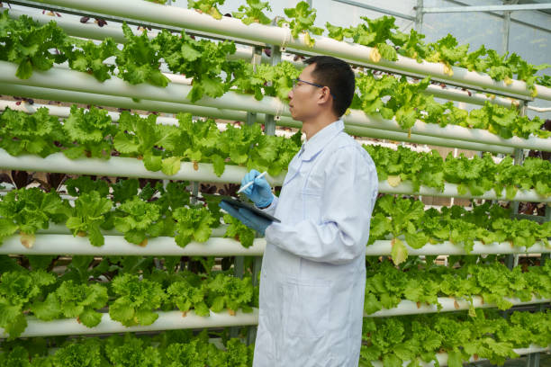 istock Soilless planting of lettuce 2198656371