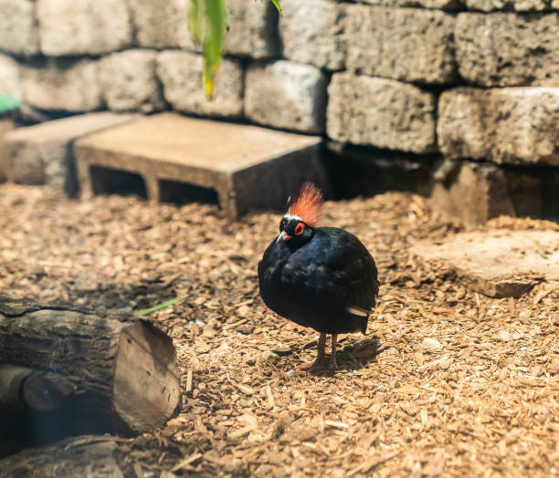 black bird, red crest, exotic bird, bird enclosure, wildlife photography, tropical bird, unique bird, zoo bird, bird close-up, colorful bird, bird habitat, ornithology, bird behavior, wood chip bedding, exotic species, bird exhibit, bird portrait, bird with crest, wild bird, zoology, wildlife close-up, avian species, tropical wildlife, bird resting, aviary, bird conservation, nature photography, exotic wildlife, bird enclosure setting, wildlife exhibit, zoo photography, detailed bird, bird standing, vibrant bird, bird profile