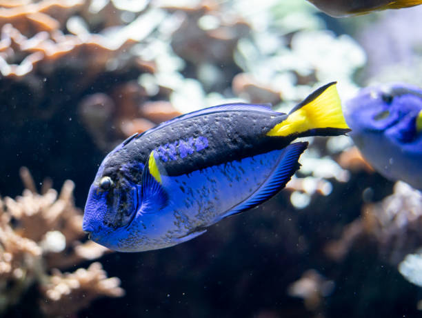 istock Details texture Blue tang fish swimming through a coral reef 2198656853
