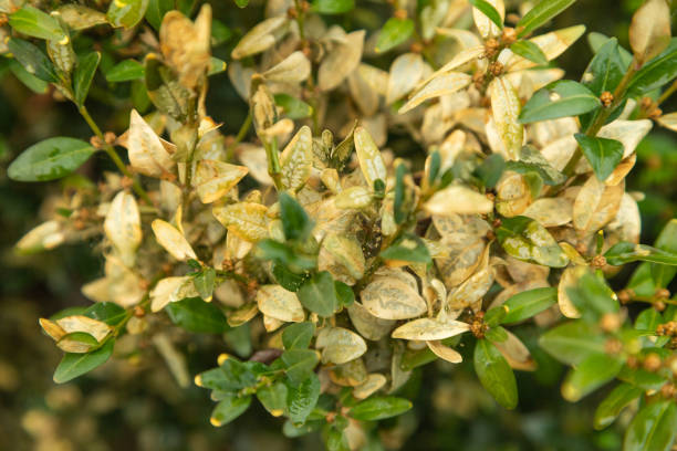 Boxwood bush, Buxus sempervirens, infested with Box tree moth, Cydalima perspectalis, caterpillars Boxwood bush, Buxus sempervirens, infested with Box tree moth, Cydalima perspectalis, caterpillars, feeding, pest boxwood stock pictures, royalty-free photos & images
