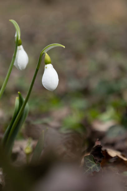 A close-up of a delicate snowdrop flower showcases its pure white petals and graceful, nodding form. The softly blurred background enhances the flower’s elegance, drawing attention to its intricate details.