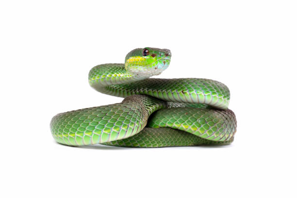 istock Green viper snake isolated on white, trimeresurus albolabris 2198658835
