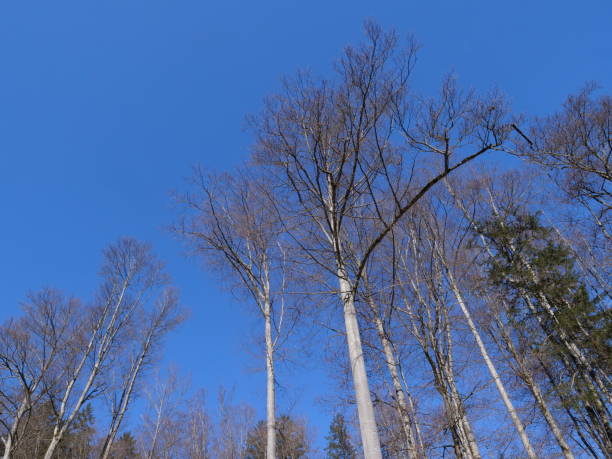 Some trees with a blue sky in winter. Blausee Natural Park, Kandergrund, Switzerland. February 9, 2025.