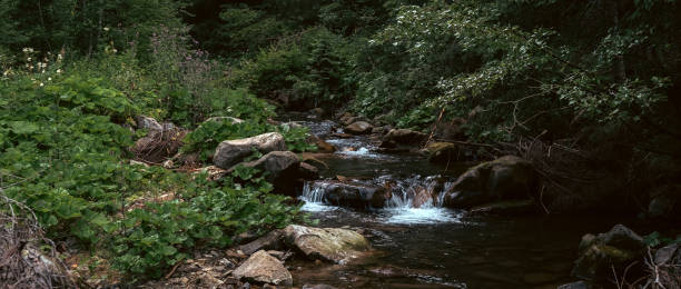 istock The stream carves a path throug the forest, cascading over stones and creating a peaceful atmosphere 2198659916