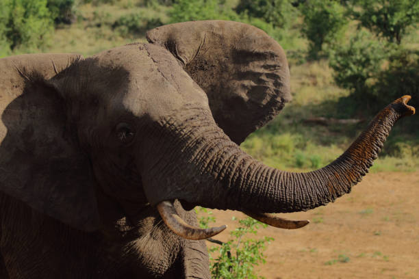 istock Afrikanischer Elefant / African elephant / Loxodonta africana 2198661989