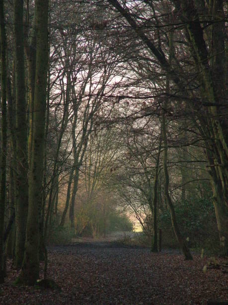 istock Dusk in the wood 2198662227