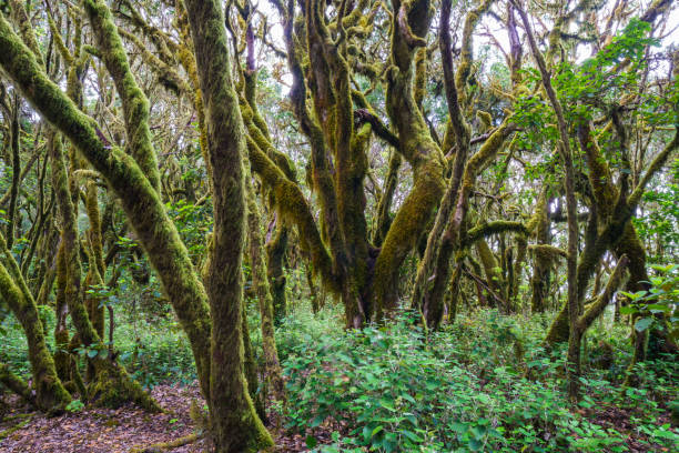 istock Garajonay National Park 2198662562