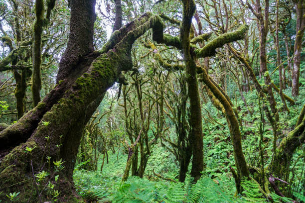 istock Garajonay National Park 2198662612