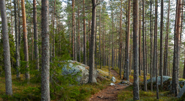 istock Tranquil forest pathway winding through tall pine trees with scattered boulders in lush woodland setting 2198663811