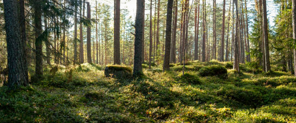 istock Sunlit Nordic Forest with Tall Pine Trees and Moss-Covered Rocks Creating a Peaceful Wilderness Atmosphere 2198664050