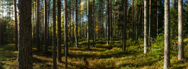 istock Sunlit Autumn Forest with Tall Pine Trees and Moss-Covered Ground Creating a Peaceful Nordic Wilderness Scene 2198664053
