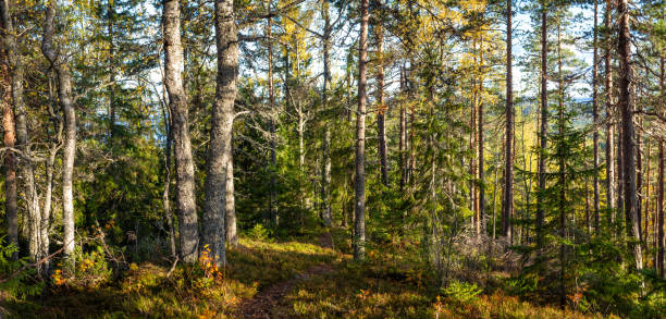 A narrow trail winds through a dense autumn forest, surrounded by towering pine and birch trees. Sunlight filters through branches, casting warm light on lush moss and foliage. Captured in Finland, Europe. Kolin kansallispuisto, national park.