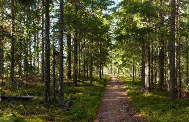 istock Sunlit Forest Trail Winding Through Lush Evergreen Trees Creating a Tranquil and Scenic Hiking Experience 2198664477