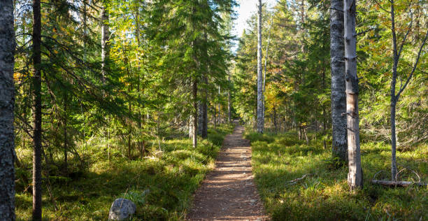 istock Sunlit Forest Trail Winding Through Lush Greenery and Tall Trees in Tranquil Natural Landscape 2198664499