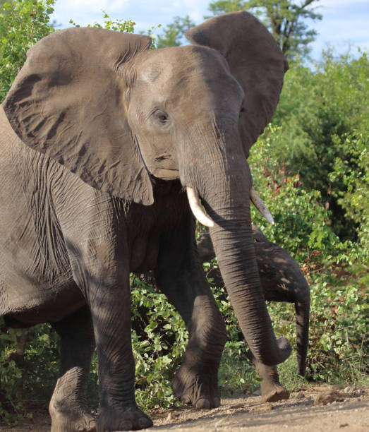 istock Afrikanischer Elefant / African elephant / Loxodonta africana 2198664521
