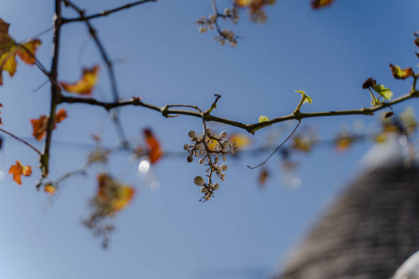 Grape branch against the sky. Close-up.
