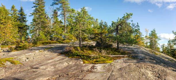 Expansive rocky terrain with patches of moss and scattered pine trees under a bright blue sky, showcasing rugged Nordic nature and serene wilderness in untouched surroundings. Captured in Finland, Europe. Kolin kansallispuisto, national park.