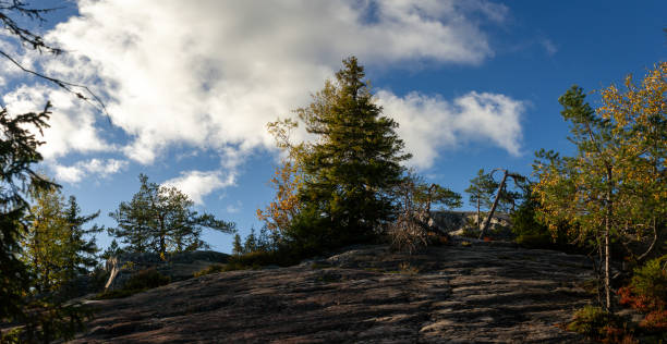 Rocky outcrop covered with resilient evergreen trees under a dynamic sky with scattered clouds, capturing the essence of untouched Nordic landscapes and pristine wilderness. Captured in Finland, Europe. Kolin kansallispuisto, national park.