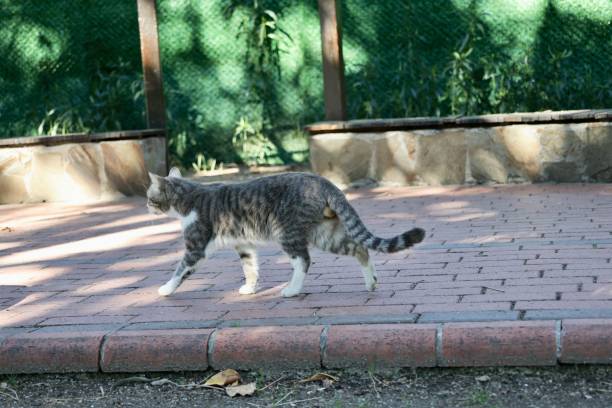 istock street cat walks through the evening city 2198666841