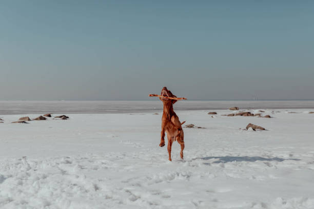 istock Red dog plays with stick in winter 2198667274