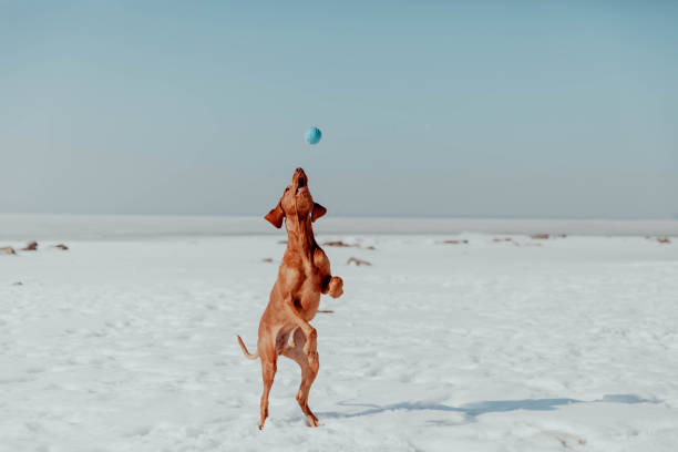 istock Red dog plays and runs in winter in the sun 2198667778