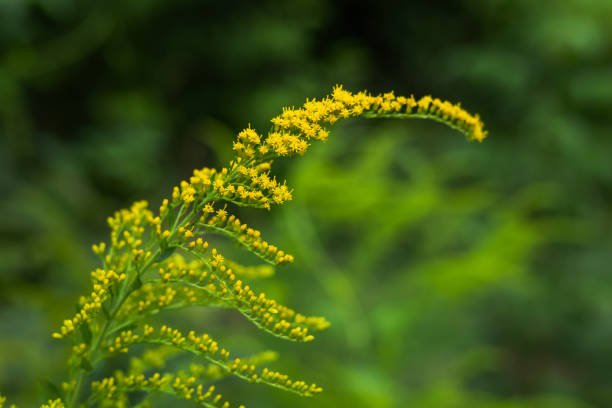 Solidago canadensis blooms wildly in nature in late summer.
