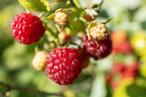 istock Ripe raspberries on a bush in a raspberry bush in the garden 2198670006