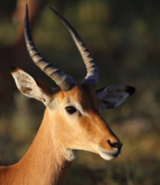 istock Schwarzfersenantilope / Impala / Aepyceros melampus 2198671329