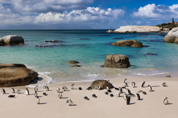 istock african penguin colony at boulders beach in summer 2198671764