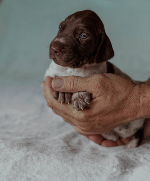 istock Newborn puppies kurtzhaar pointer in hands 2198672010