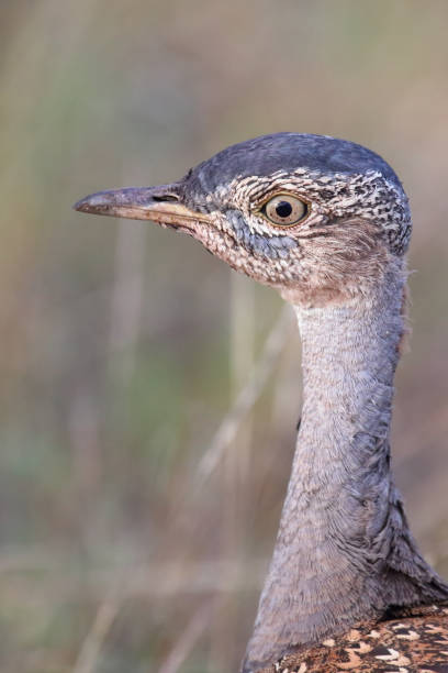 istock Rotschopftrappe / Red-crested korhaan / Lophotis ruficrista 2198672539