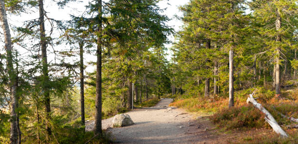 istock Serene Forest Path Surrounded By Tall Evergreen Trees And Vibrant Autumn Foliage Under Soft Golden Sunlight 2198673331
