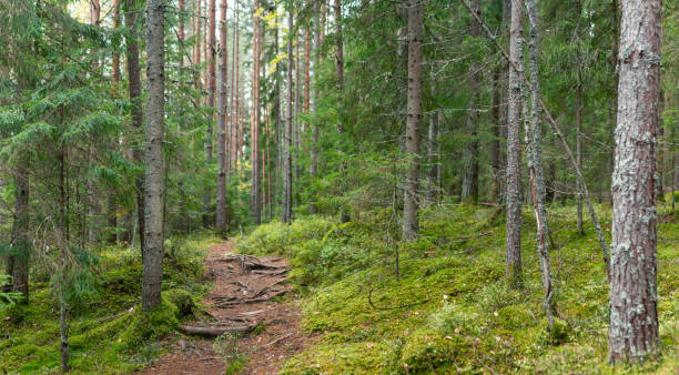 istock Moss-Covered Forest Path Between Tall Pine Trees Leading Through Tranquil Finnish Woodland 2198673591