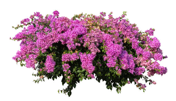 istock Tropical plant pink flower bush tree isolated on white background with clipping path. 2198673956