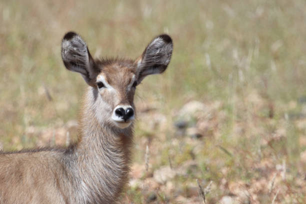 Wasserbock / Waterbuck / Kobus ellipsiprymnus