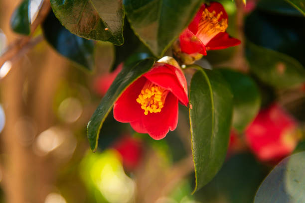 spring flower