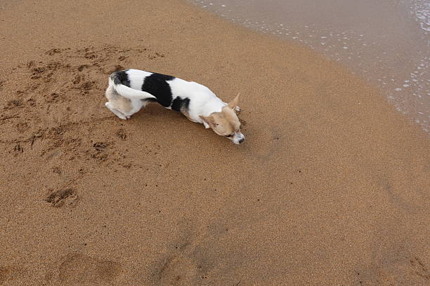 istock Small dog digging sand on the beach by the sea shore 2198674312