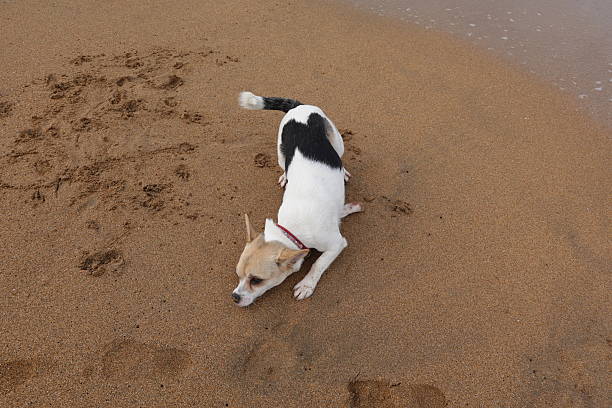 istock Small dog playing on sandy beach by the sea shore 2198674316