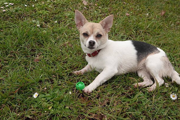 Adorable chihuahua resting on a grassy field, enjoying a peaceful moment outdoors with its green toy
