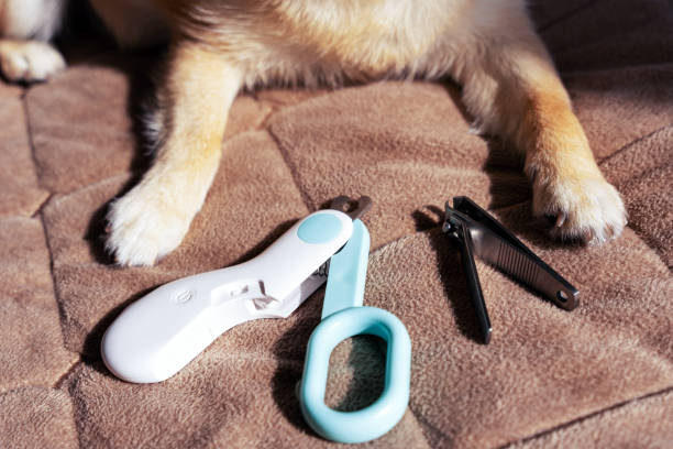 istock three Chihuahua dog paws with long claws and two pet nail clipper 2198674740