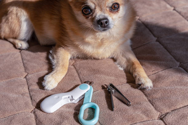 istock a Chihuahua dog with long claws 2198674742
