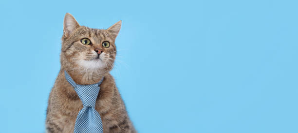istock brown Cat wearing blue tie looking away. copy space. 2198675751
