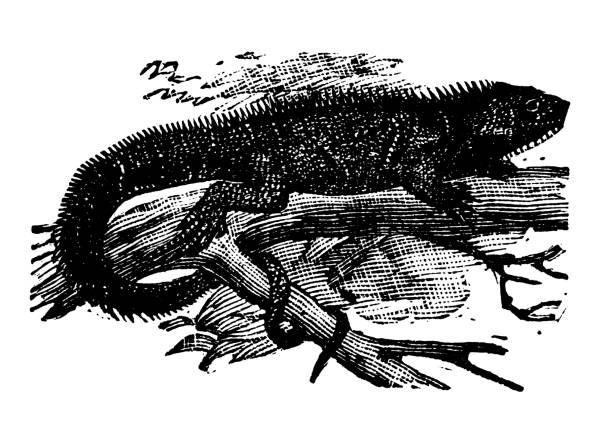 Antique illustration (1898): Common Iguana, Iguana tuberculata