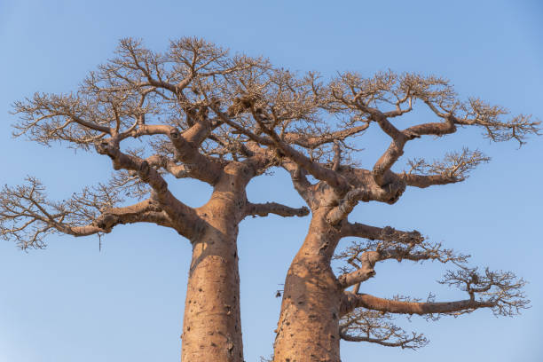istock Massive baobab trees rising against azure sky, gnarled trunks and sprawling branches forming iconic silhouette in madagascar's distinctive landscape 2198678289