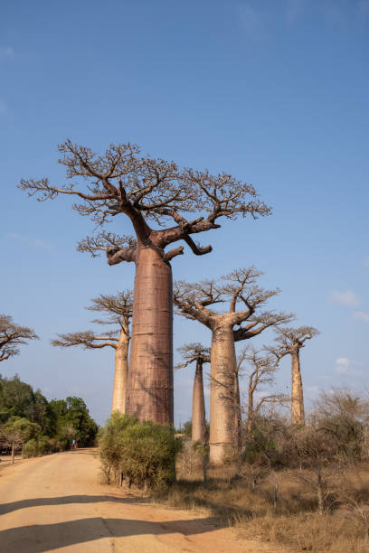 istock Majestic baobab avenue in madagascar, weathered trees framing rustic dirt path, stark silhouettes rising against vibrant azure sky, revealing dramatic natural scenery 2198678292